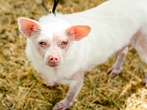 Pinky prepares to compete in the World's Ugliest Dog Contest at the Sonoma County Fair in Santa Rosa, Calif., on Friday, Aug. 14, 2026. The albino Pomeranian-Chihuahua mix went on to win second p ...