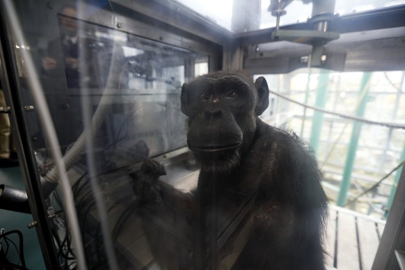 epa06358982 Chimpanzee Ai looks at visitors during a cognitive test at the Primate Research Institute of Kyoto University in Inuyama, Aichi Prefecture, central Japan, 29 November 2017 (issued 30 Novem ...