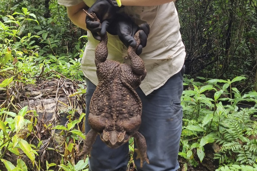 Kylee Gray, a ranger with the Queensland Department of Environment and Science, holds a giant cane toad, Thursday, Jan. 12, 2023, near Airlie Beach, Australia. &quot;We believe it's a female due to th ...