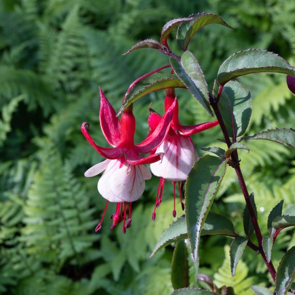 Taubenskabiose (Scabisosa columbaria)
