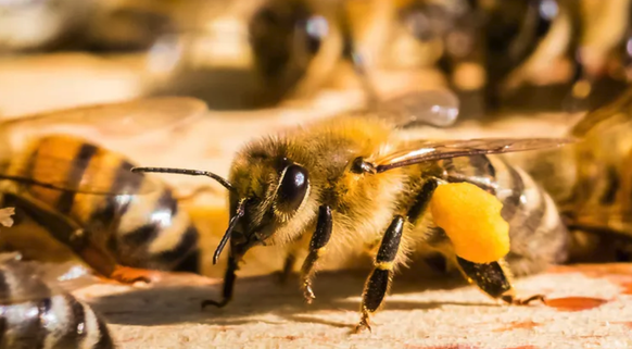 L'abeille à miel peut aussi piquer.