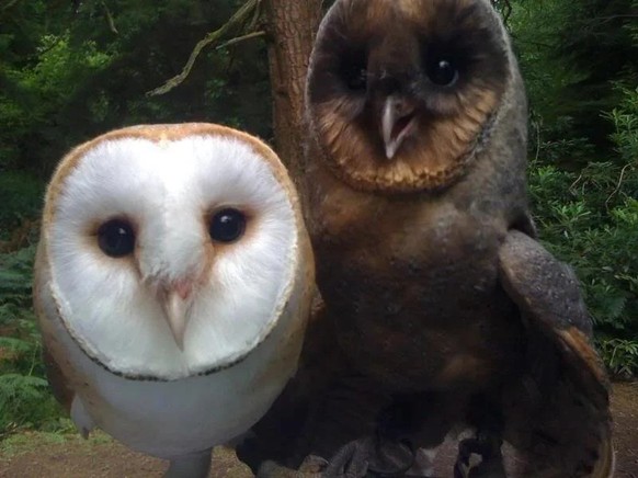 cute news reddit eule

https://www.reddit.com/r/Owls/comments/xjcfs2/the_black_barn_owl/