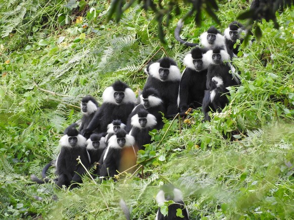 Guereza Colobus (Colobus guereza) 
Schwarz-weisse Stummelaffen