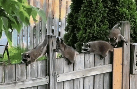 GIF animé