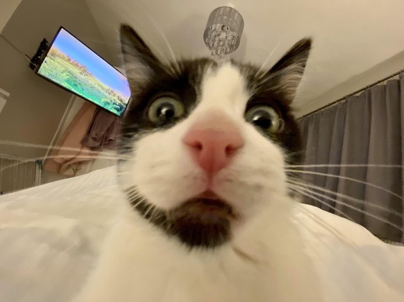 cute news tier katze

https://www.reddit.com/r/AnimalsBeingDerps/comments/10ea80h/when_you_accidentally_open_your_front_facing/