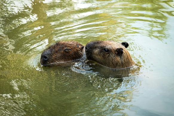 Love making couple of The Capybara Hydrochoerus hydrochaeris , largest rodent in the world. two capybaras swim in the water