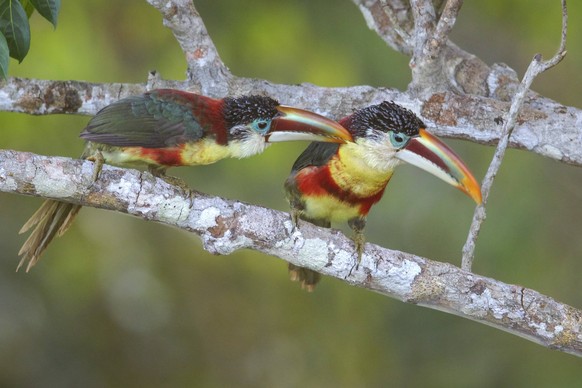 Curl-crested Aracari Pteroglossus beauharnaesii perched on a branch in the Amazon of Brazil. PUBLICATIONxNOTxINxUSA Copyright: xwww.glennbartley.comx 1990-13856536