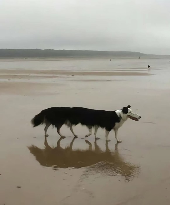 Die lustigsten Fails der Woche: Panorama-Bilder mit Hunden