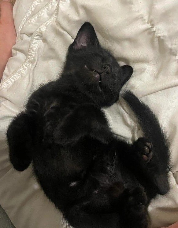 cute news tier katze

https://www.reddit.com/r/blackcats/comments/1jrxl8k/looks_like_lucy_the_foster_might_be_staying_for/