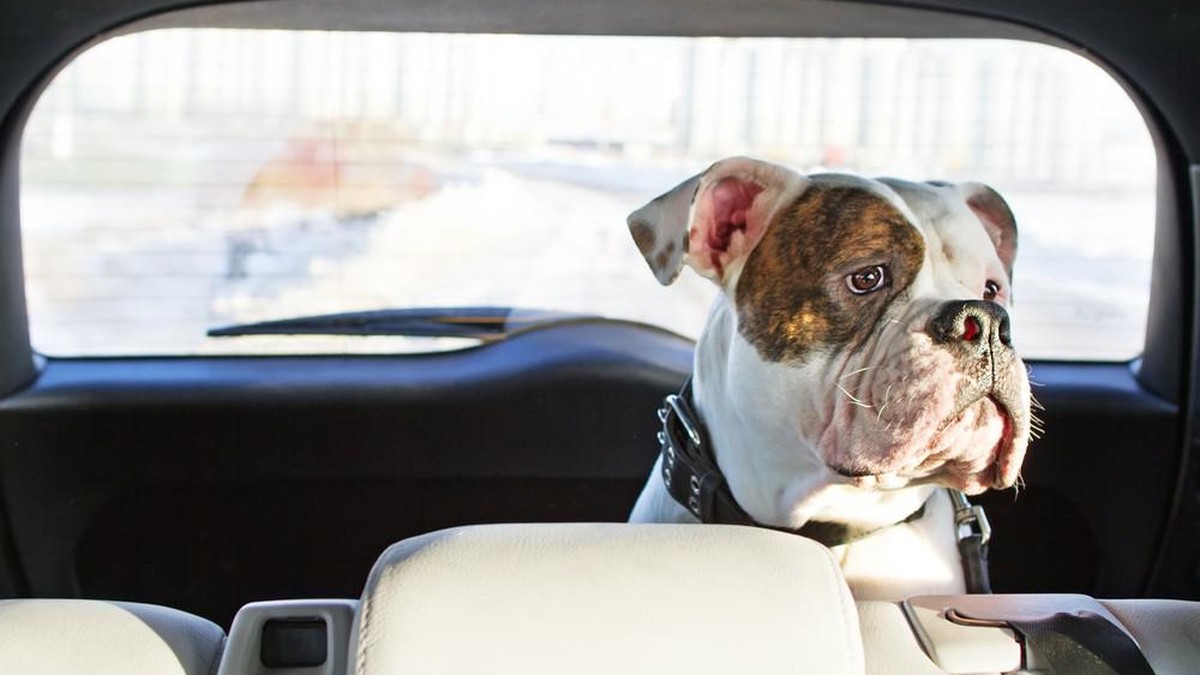 Pourquoi il ne faut JAMAIS laisser ton chien dans la voiture en été