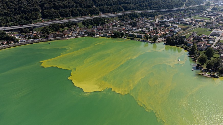 The water of Lake Lugano near Riva San vitale, Switzerland, is coloured green and yellow due to a strong Cyanobacteria (Blue-Green Algae) proliferation, Wednesday, August 24, 2023. The proliferation o ...