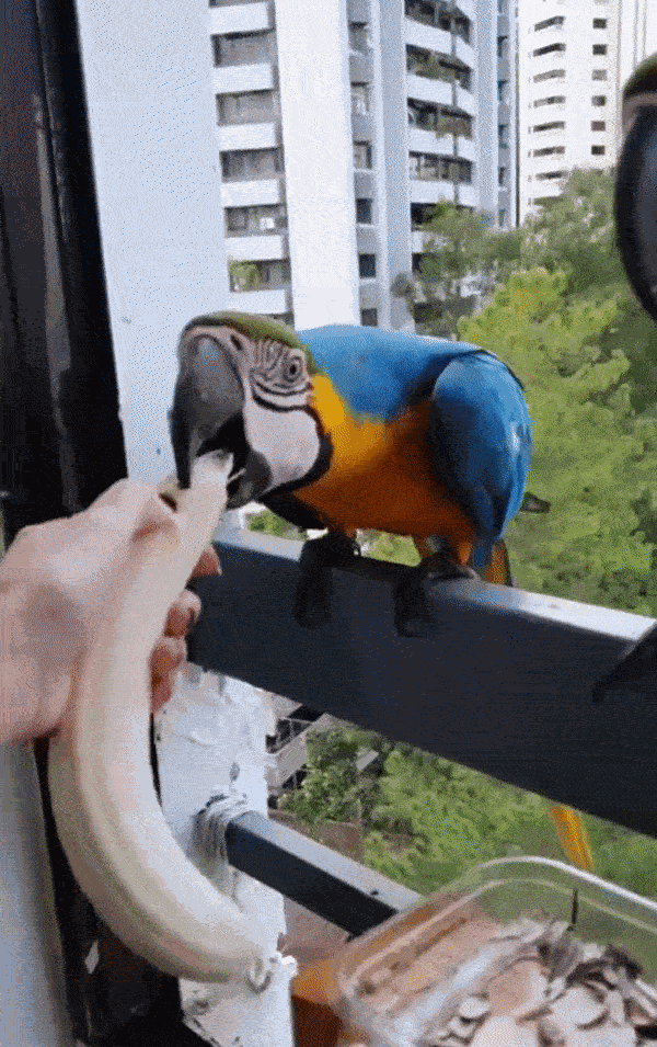 GIF animé