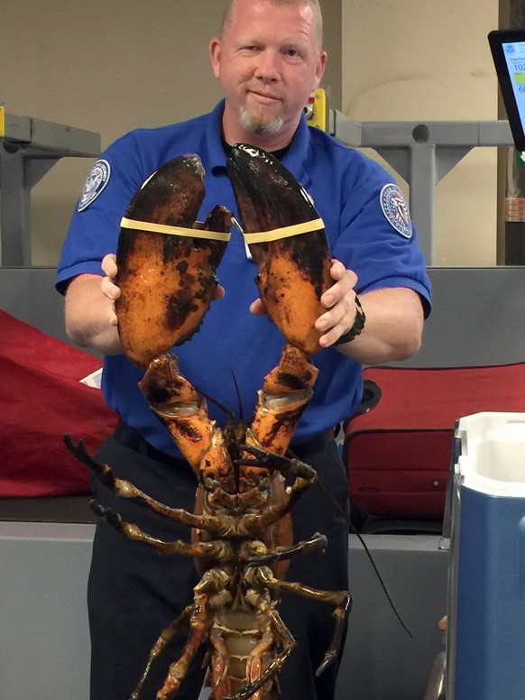 This Sunday, June 26, 2017, photo provided by Transportation Security Administration (TSA) shows a TSA agent holding a live lobster that weighs roughly 20 pounds at Boston&amp;#039;s Logan Internation ...