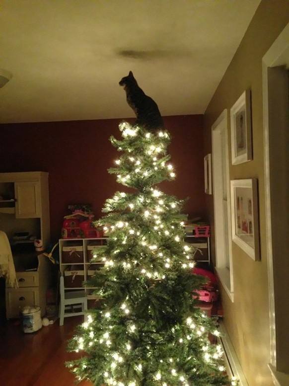 katze cute news animal
https://www.reddit.com/r/cats/comments/rlzonh/its_this_time_of_the_year_again/