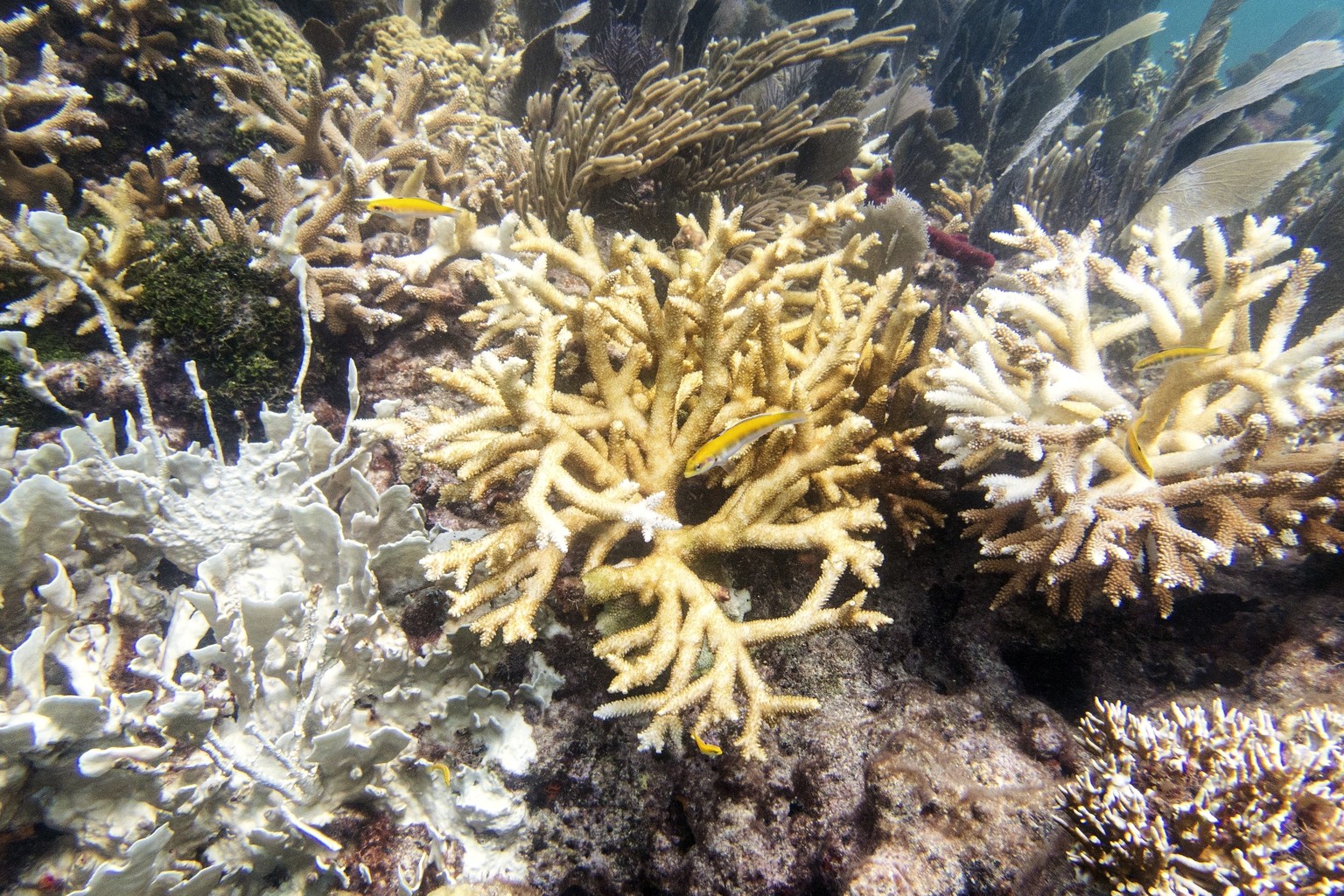 This photo provided by the University of Miami Coral Reef Futures Lab, shows fire coral and staghorn corals with bleaching, tissue loss, and recent mortality on Thursday, July 20, 2023, in the North D ...