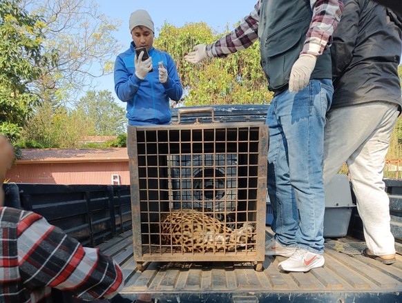 Un léopard s’introduit dans l’enceinte de l’ambassade de Suisse au Népal.