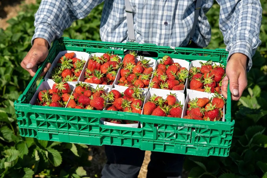 Bis die ersten Schweizer Erdbeeren reif sind, dauert es noch einige Wochen. Die Saison beginnt hierzulande meist Mitte Mai.