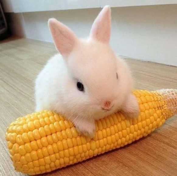 cute news animal tier hase

https://imgur.com/t/baby_animals/WbM0HXc