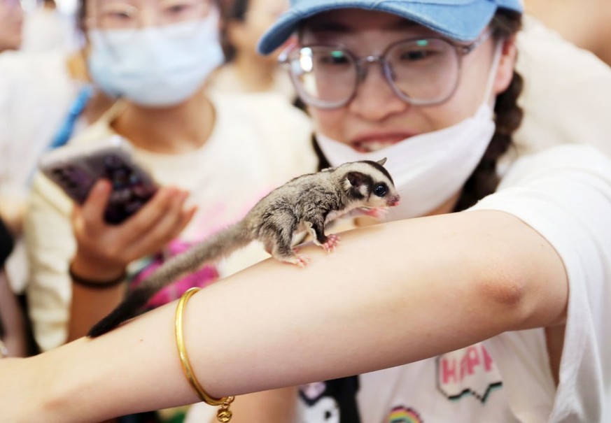 Le commerce d’animaux sauvages n’est pas seulement une menace pour la biodiversité:il pourrait aussi favoriser la prochaine pandémie. Une étude de l’Université de Lausanne révèle que ces espèces sont  ...