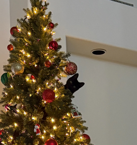 cute news tier katze

https://www.tiktok.com/@kbart7/photo/7574597599697702174?is_from_webapp=1