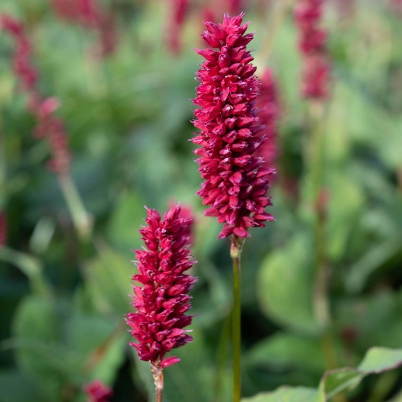 Bistorta amplexicaulis.