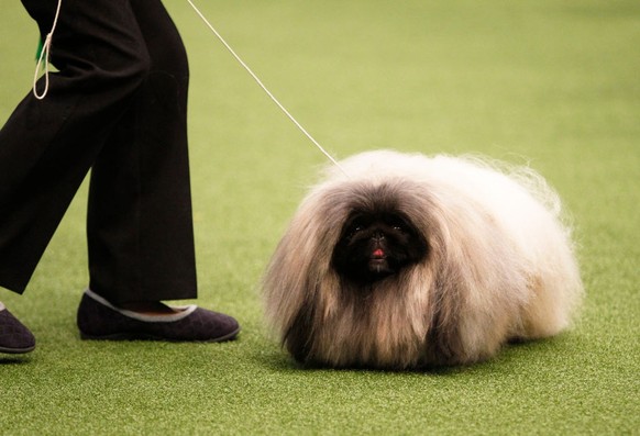 BIRMINGHAM, ENGLAND - MARCH 10: A Pekingese dog shows on day three of the Cruft's dog show at the NEC Arena on March 10, 2018 in Birmingham, England. The annual four-day event sees around 22,000  ...