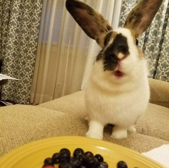 cute news animal tier rabbit hase

https://www.boredpanda.com/pets-caught-stealing-food/