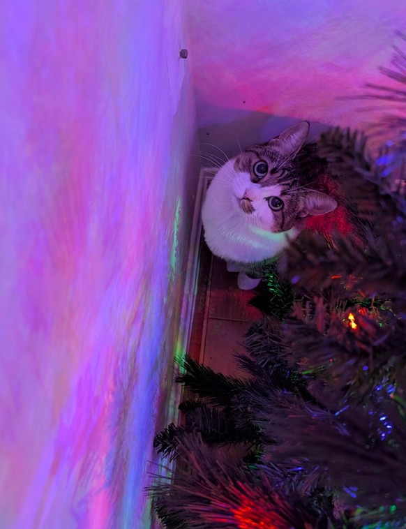 cute news tier katze

https://www.reddit.com/r/ChristmasCats/comments/1pgiadb/this_is_the_official_trouble_spot_this_season/