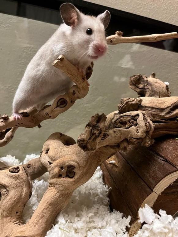 cute news animal tier hamster

https://www.reddit.com/r/hamsters/comments/so2jts/tofus_big_adventure/