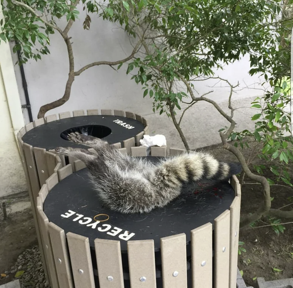 Lustige und schöne Tierbilder