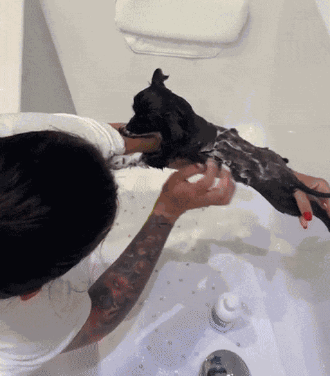 GIF animé