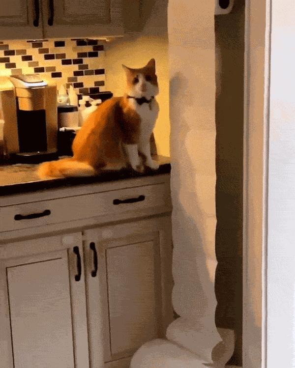 GIF animé
