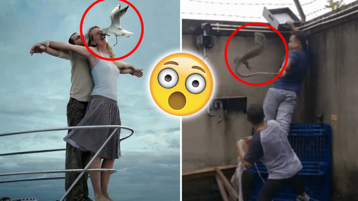 Voici les 24 fails les plus drôles de la semaine