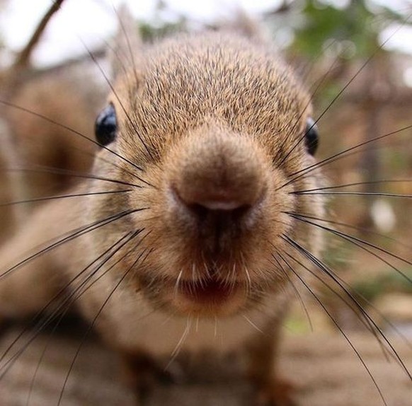 cute news animal tier squirrel eichhörnchen

https://www.reddit.com/r/squirrels/comments/tksbl3/we_need_some_squirrel_boops_please/