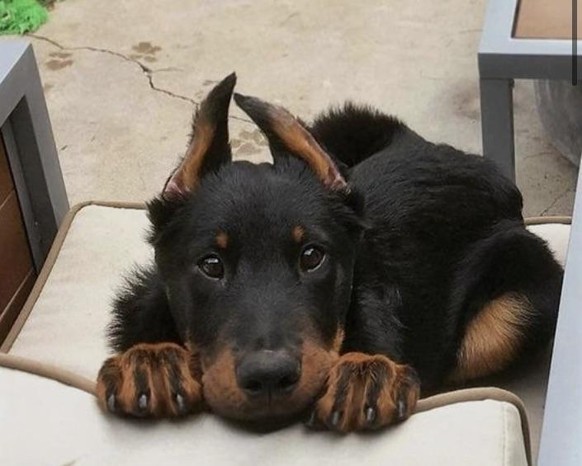 cute news hund doggo

https://www.reddit.com/r/aww/comments/s1n53r/what_type_of_dog_is_this_looks_like_a_mix/