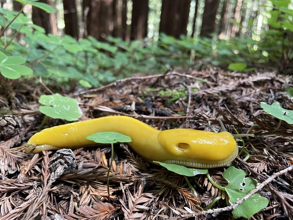 cute news tier bananenschneck

https://www.reddit.com/r/AnimalPorn/comments/1d2pkl9/banana_slug_ariolimax_4032x3024oc/