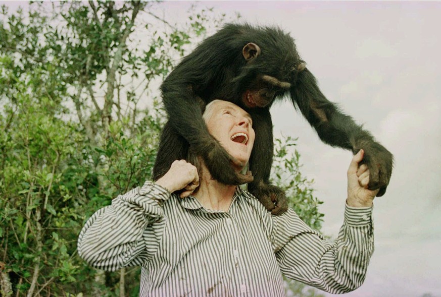 FILE - Jane Goodall plasy with Bahati, a 3 year-old female chimpanzee, at the Sweetwaters Chimpanzee Sanctuary, near Nanyuki 170 kms (110 miles) north of Nairobi Sunday Dec. 6, 1997. Goodall was named ...