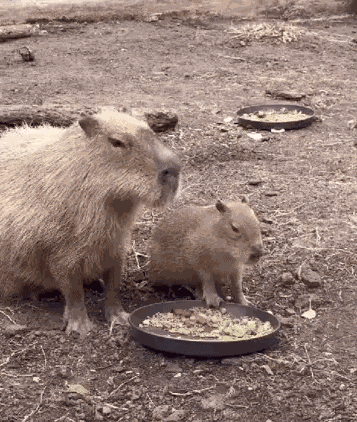 GIF animé