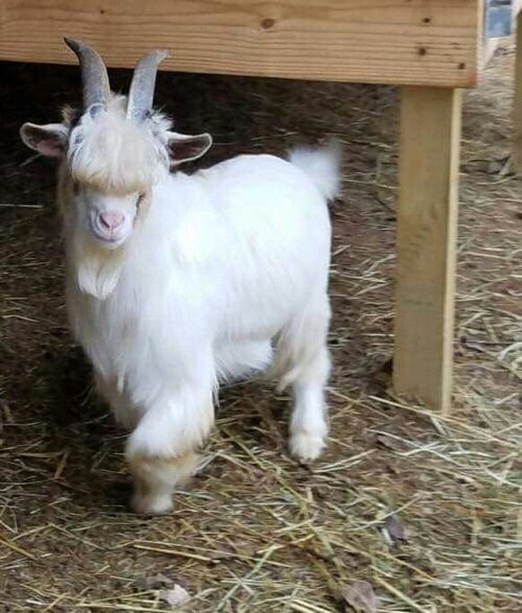 cute news tier ziege

https://ch.pinterest.com/pin/1121888957181253660/