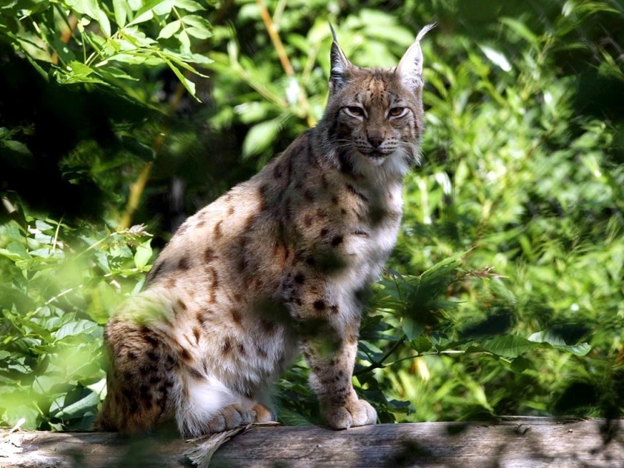 Le lynx aurait tué plus de quinze animaux de rente.