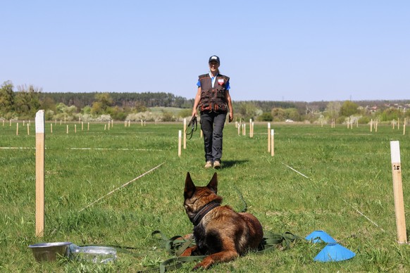 Entraînement de chien démineur en Suisse