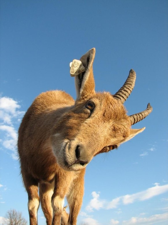 cute news tier ziege

https://ch.pinterest.com/pin/1121888957208126873/