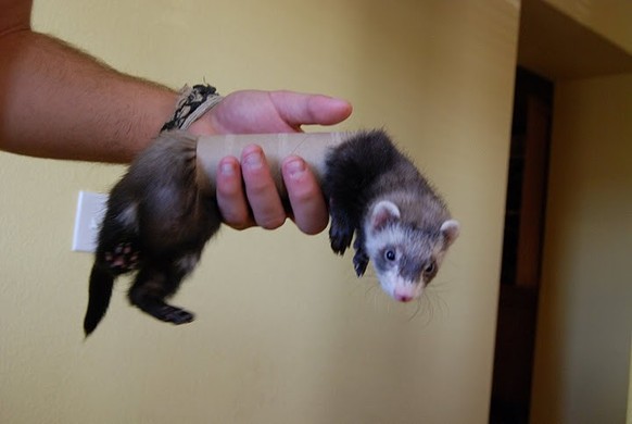 cute news tier ferret

https://imgur.com/FAewO