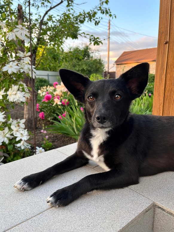 cute news tier hund

https://www.reddit.com/r/sonarears/comments/1u4v3un/marusias_ears_are_bigger_than_her/