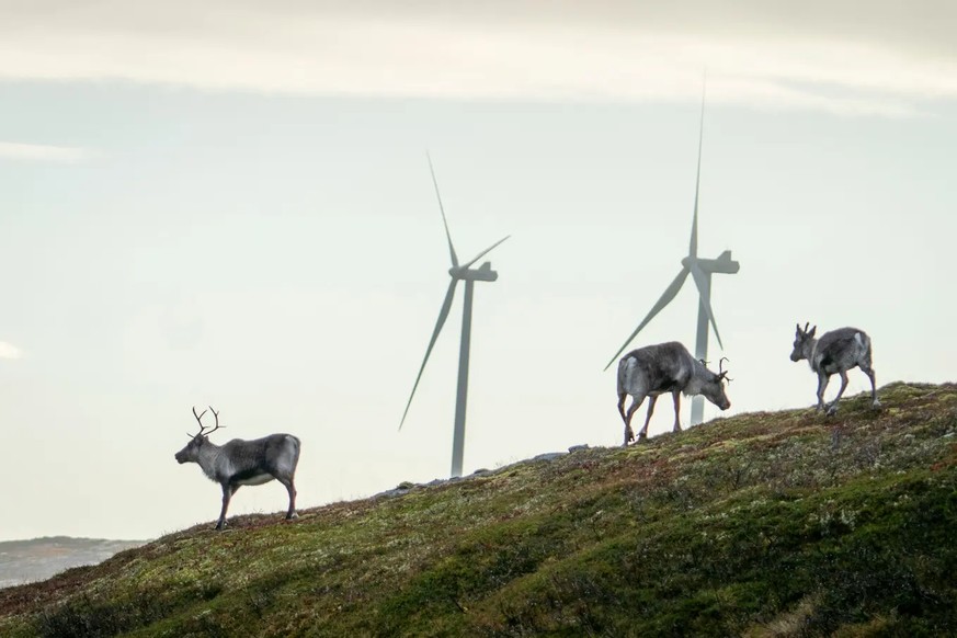 Des rennes près du parc éolien controversé de la péninsule de Fosen.