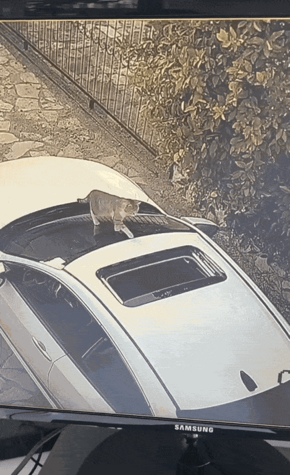 GIF animé