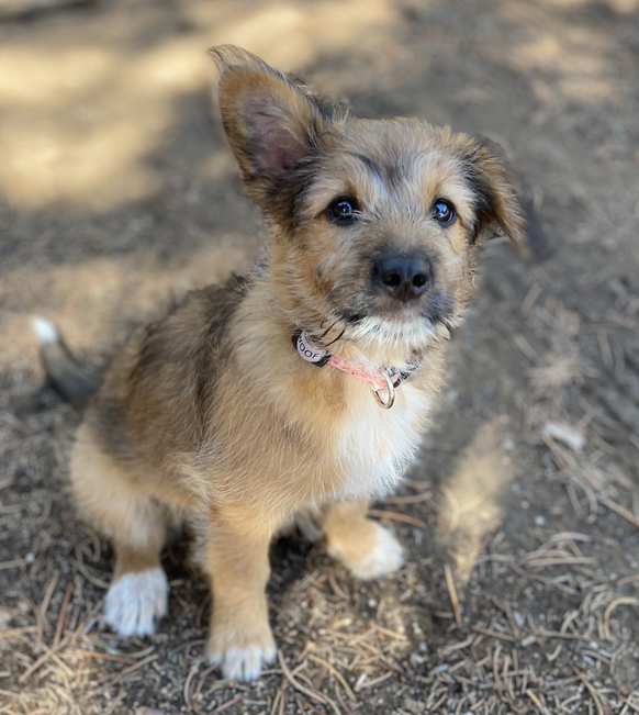 cute news animal tier hund dog

https://www.reddit.com/r/rarepuppers/comments/wl8ipn/just_one_ear_is_standing_up_and_i_hope_it_stays/