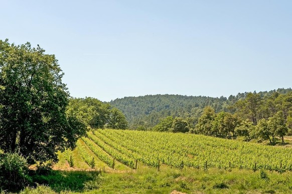 Le domaine compte 10 hectares de vignes.