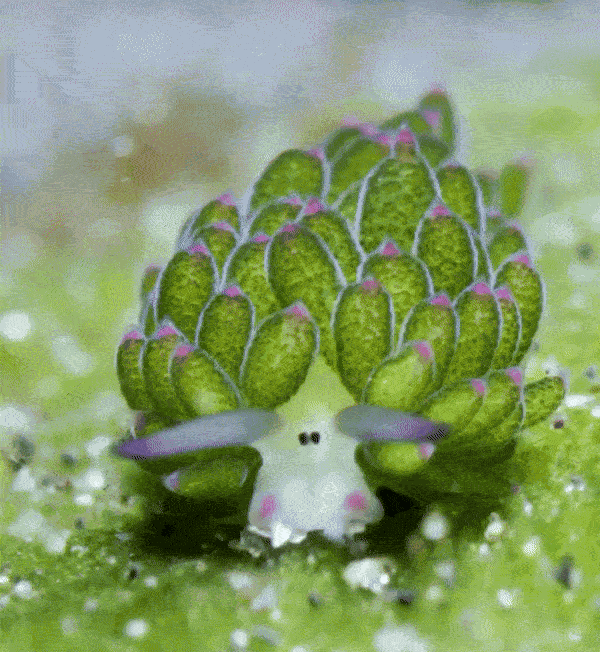 GIF animé