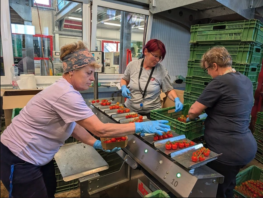 Les Roumaines Doina, Lily et Lia (de gauche à droite) trient et emballent les tomates cerises. Chaque boîte contient 500 grammes.